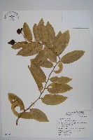 蘭嶼山柑藏品圖，第1張