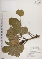 大葉樹蘭藏品圖，第1張