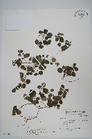 匍匐半插花藏品圖，第1張