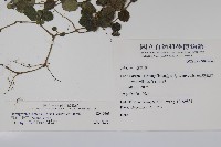 匍匐半插花藏品圖，第2張