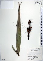 山棕藏品圖，第1張