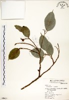 白榕、垂榕藏品圖，第1張
