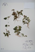 卵葉鱗球花藏品圖，第1張