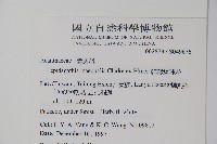 卵葉鱗球花藏品圖，第2張
