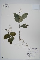 針刺草藏品圖，第1張