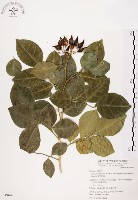 長果月橘藏品圖，第1張