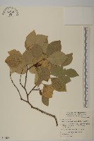 日本賽衛矛、日本假衛矛藏品圖，第1張