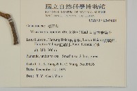 日本賽衛矛、日本假衛矛藏品圖，第2張