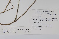 直立半插花藏品圖，第2張