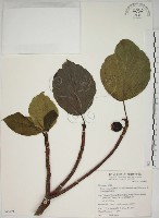 蘭嶼落葉榕藏品圖，第1張