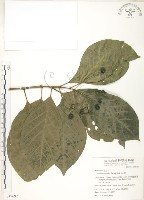 錫蘭玉心花藏品圖，第1張