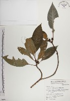 蘭嶼九節木藏品圖，第1張