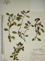 拎壁龍藏品圖，第1張