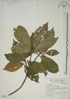 山黃梔藏品圖，第1張