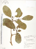 鵝鑾鼻蔓榕藏品圖，第1張