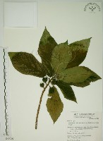 牛乳榕藏品圖，第1張