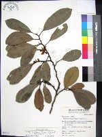 蘭嶼烏心石藏品圖，第1張