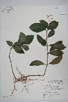 針刺草藏品圖，第1張