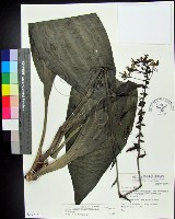 白鶴蘭藏品圖，第1張