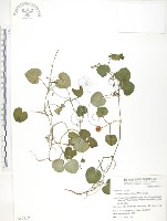 苞花蔓藏品圖，第1張