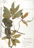 蘭嶼田薯藏品圖，第1張