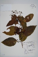 蘭嶼厚殼樹藏品圖，第1張