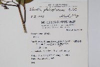 蘭嶼厚殼樹藏品圖，第2張