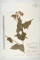 田代氏澤蘭藏品圖，第3張