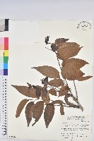 披針葉饅頭果藏品圖，第1張