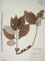 四脈麻藏品圖，第1張