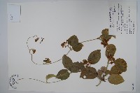 蘭嶼牛皮消、蘭嶼白薇藏品圖，第1張
