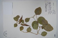 蘭嶼牛皮消、蘭嶼白薇藏品圖，第1張