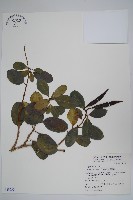 爬森藤藏品圖，第1張