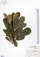 假三腳虌藏品圖，第1張