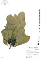 假三腳虌藏品圖，第1張