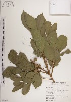 蘭嶼樹蘭藏品圖，第1張