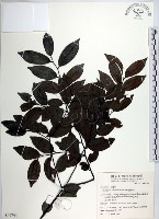 蘭嶼柿藏品圖，第1張