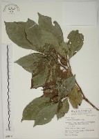 山黃梔藏品圖，第1張