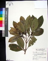 紅頭李欖, 蘭嶼李欖藏品圖，第1張