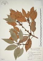 金新木薑子藏品圖，第1張