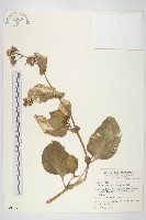 蘭嶼木耳菜藏品圖，第1張