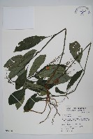 針刺草藏品圖，第1張