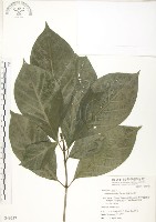 錫蘭玉心花藏品圖，第1張