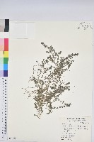 伏生大戟藏品圖，第1張