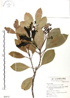 豬腳楠藏品圖，第1張