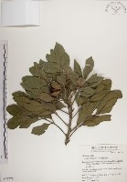 蘭嶼樹蘭藏品圖，第1張