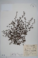 細纍子草藏品圖，第1張