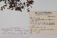 細纍子草藏品圖，第2張