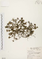 毛馬齒莧藏品圖，第1張