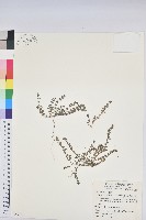 伏生大戟藏品圖，第1張